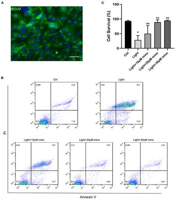 Blue Light Induces RPE Cell Necroptosis, Which Can Be Inhibited by Minocycline